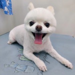 멍냥이펫싸롱,펫호텔 애견미용.애견호텔