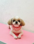 까리하개