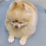 멍냥이펫싸롱,펫호텔 애견미용.애견호텔