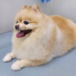 멍냥이펫싸롱,펫호텔 애견미용.애견호텔
