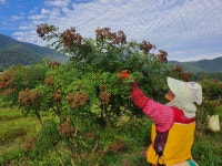 영농조합법인 우보산초