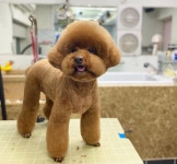 더,예쁘개