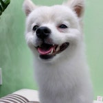 멍냥이펫싸롱,펫호텔 애견미용.애견호텔