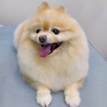 멍냥이펫싸롱,펫호텔 애견미용.애견호텔