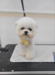 베르펫살롱