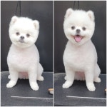 올댓독애견미용실