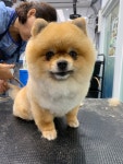 주주펫살롱