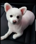 애견미용실 바비펫
