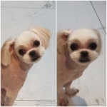 올댓독애견미용실