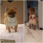올댓독애견미용실
