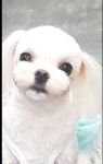 애견미용실 바비펫