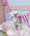 몽언니애견미용실