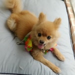 멍멍이집