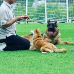 고쳐줄개 애견훈련소