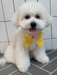 하이몽