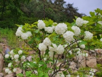 비선동 산삼