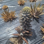 송아영농조합법인