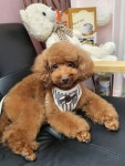the굿dog