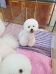 울산제이앤독애견샵