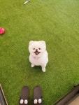 울산제이앤독애견샵