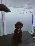 도그토피아