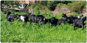 약산솔향흑염소