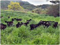 약산솔향흑염소