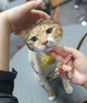 울산제이앤독애견샵