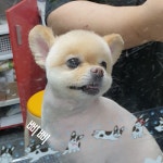 둘리애견미용샵