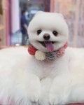 똘이살롱