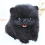 야옹아 멍멍해봐 강아지고양이 평택점