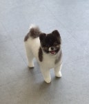 하이도그