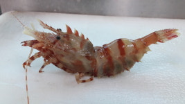 왕돌회수산