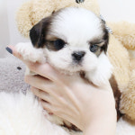 야옹아 멍멍해봐 강아지고양이 평택점