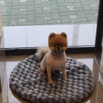 우리집강아지