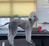 독앤걸즈