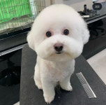 독앤걸즈