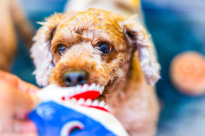 펫플러스라이프 애견미용호텔유치원 24시간돌봄센타