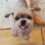 도그비잉펫케어2호점