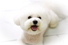 펫플러스라이프 애견미용호텔유치원 24시간돌봄센타