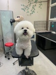 독앤걸즈