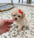부산강아지분양 퍼피룸
