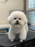 독앤걸즈