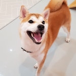 도그비잉펫케어2호점