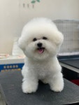 독앤걸즈