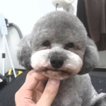 쓰담쓰담 애견샵