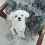 공원반려견미용실