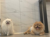 하이멍멍 교육센터