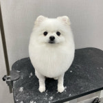 늘 빛나개