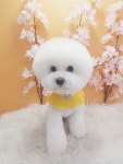 뽀숑뽀숑